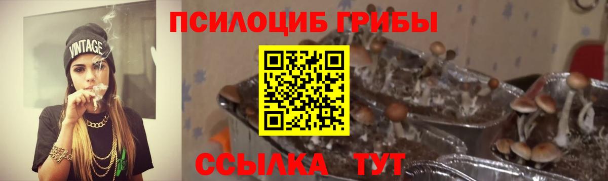 Элиста  Псилоцибиновые грибы MAGIC MUSHROOMS  Вход с VPN  Галлюциногенные грибы Psilocybe 